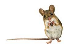 Cómo deshacerse de los ratones